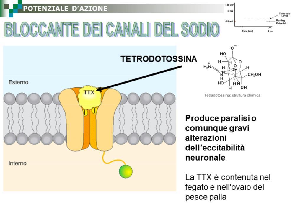La maggior parte dei canali del Na+ è bloccata con alta affinità dalla tetrodotossina, una tossina contenuta nelle ovaie del pesce palla.