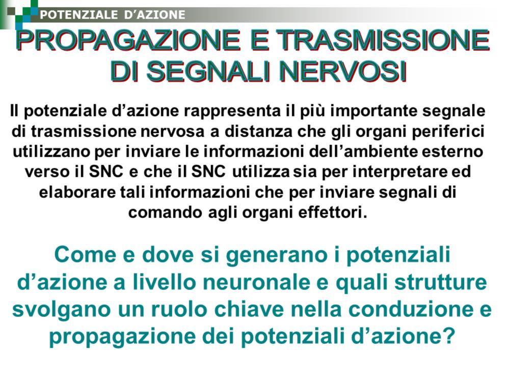 Il potenziale d azione rappresenta quindi il più importante segnale di trasmissione nervosa a distanza che gli organi periferici utilizzano per inviare le informazioni dell ambiente esterno verso il