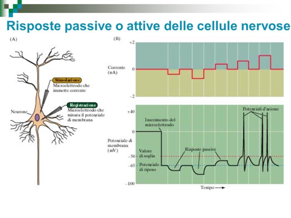 Gli impulsi di corrente inviati tramite un microelettrodo stimolatore possono essere iperpolarizzanti (rendere più negativo il potenziale di membrana) o depolarizzanti (renderlo più positivo).