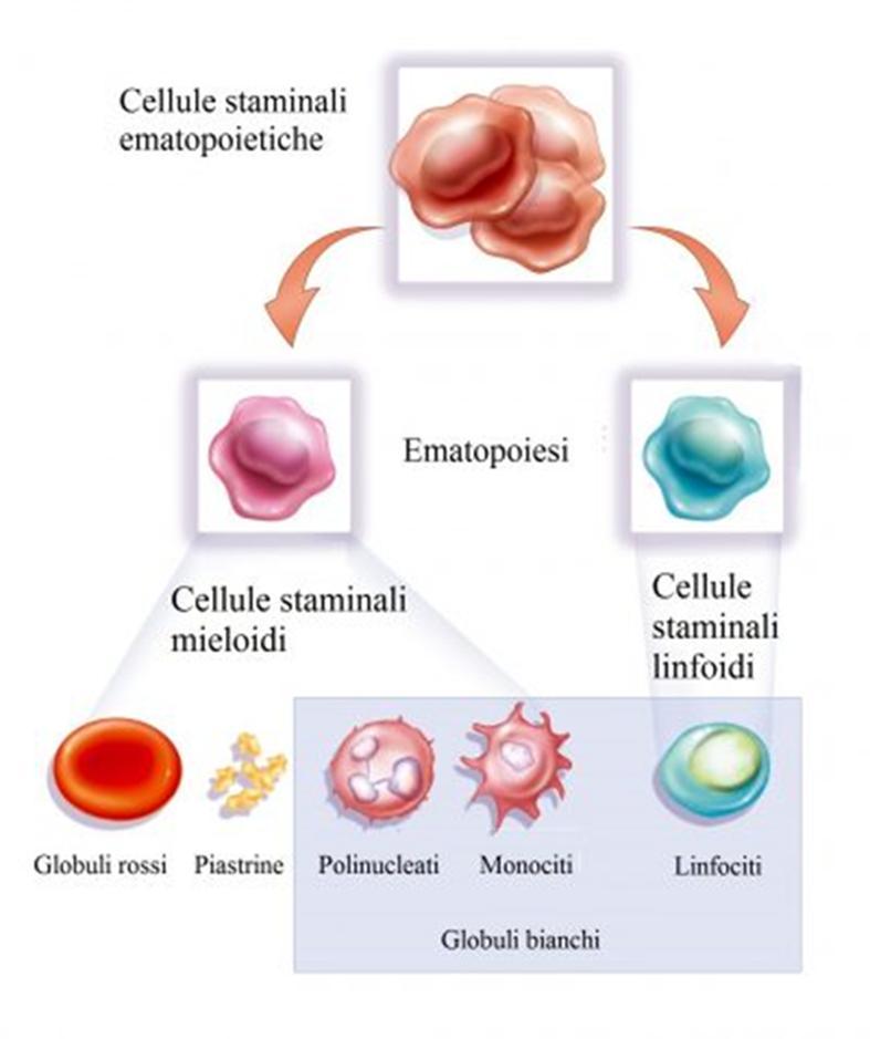 L emocitoblasto, cellula staminale multipotente, in seguito a specifici stimoli ormonali, può dare origine a due diverse serie di cellule staminali: le cellule staminali mieloidi (che danno origine a