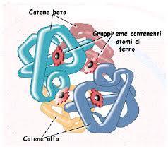Emoglobina L emoglobina è una proteina coniugata formata da 4 catene polipeptidiche (2 alfa e 2 beta) e