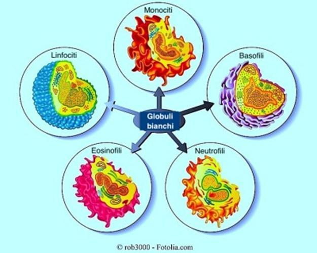 Leucociti (WBC=White Blood Cells) I leucociti (o globuli bianchi) sono cellule nucleate, più grandi ma meno numerose dei globuli rossi.