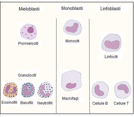 Tutti i leucociti sono generati da cellule staminali multipotenti (emocitoblasti) presenti nel midollo osseo rosso.