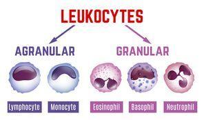 Classificazione dei leucociti I leucociti vengono classificati in base alle caratteristiche morfologiche del nucleo e in base alla