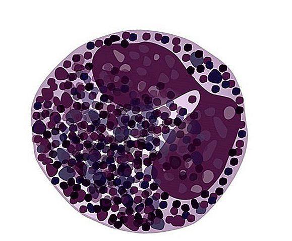 Granulociti basofili Sono cellule con granuli fortemente basofili, contenenti eparina e istamina, che si colorano con ematossilina eosica assumendo un tipico colore viola scuro/blu.