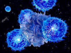 I linfociti T riescono a riconoscere un antigene solo se esso viene "presentato" sulla superficie di una cellula a ciò adibita.