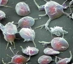 Piastrine o Trombociti Sono frammenti cellulari, di forma discoidale, privi di nucleo e ricchi di vescicole contenenti sostanze che promuovono la coagulazione (emostasi) Vengono prodotte nel midollo
