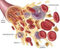 Gli elementi figurati del sangue Globuli rossi o eritrociti o emazie Globuli bianchi o leucociti: Granulari (Neutrofili Eosinofili Basofili) Non granulari (Linfociti T e B Cellule natural killer