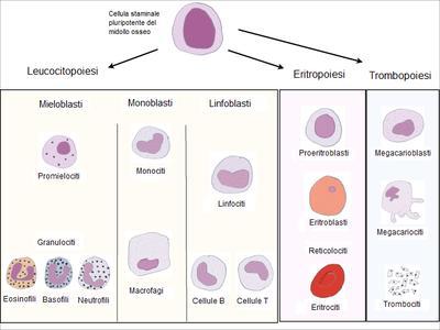Emopoiesi L emopoiesi è l insieme dei processi attraverso i quali vengono prodotti gli elementi cellulari del sangue.