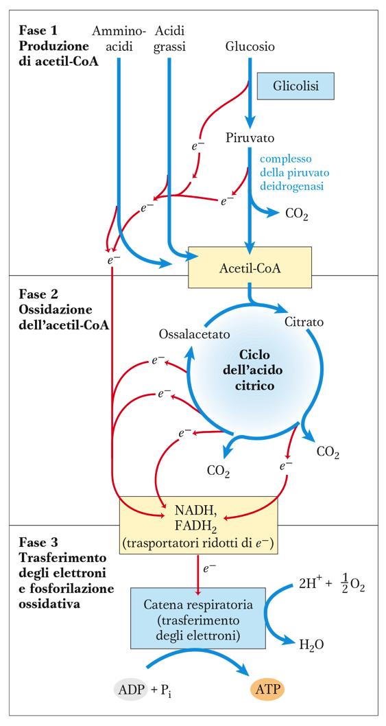 Fasi della respirazione cellulare L AcetilCoA si forma oltre che dal piruvato 1)