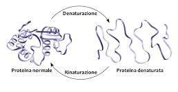 negli alimenti Le proteine denaturate formano nuove