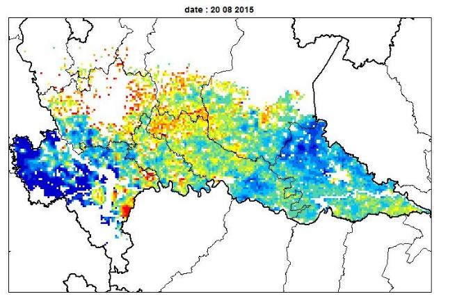 riso. Variabilità intra-campo dell indice di area