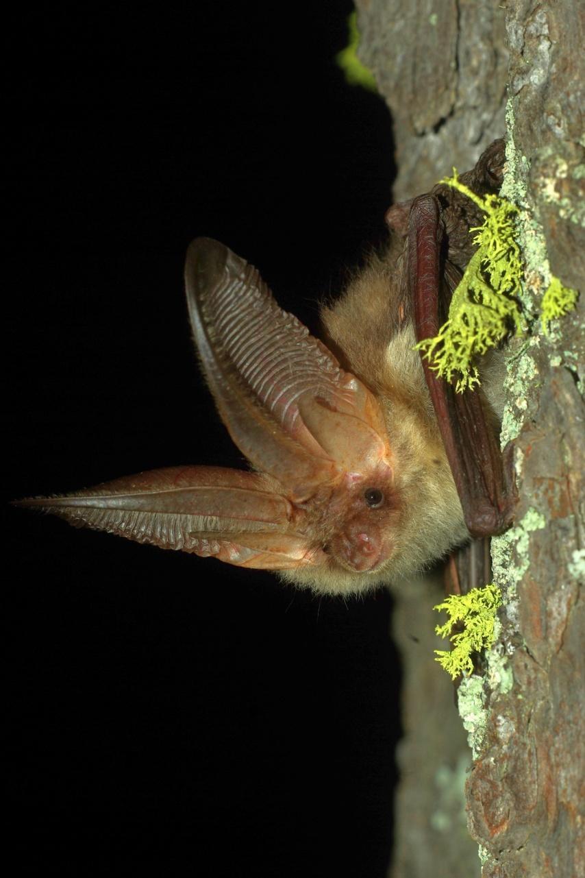 Plecotus auritus A cura di: Elena