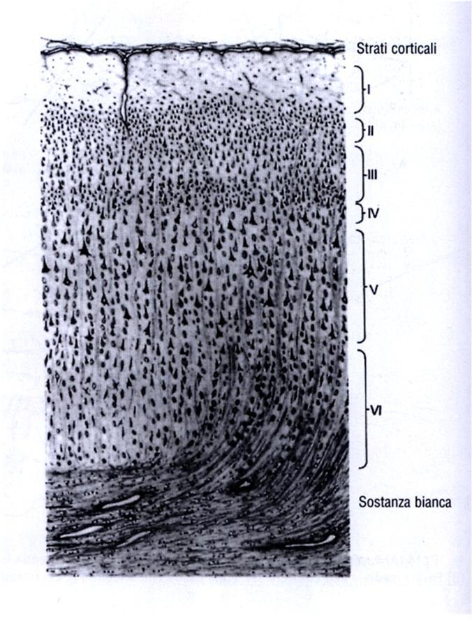 Telencefalo: corteccia