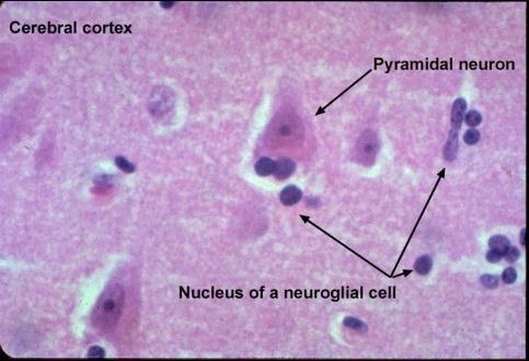 cerebrale - Cellule