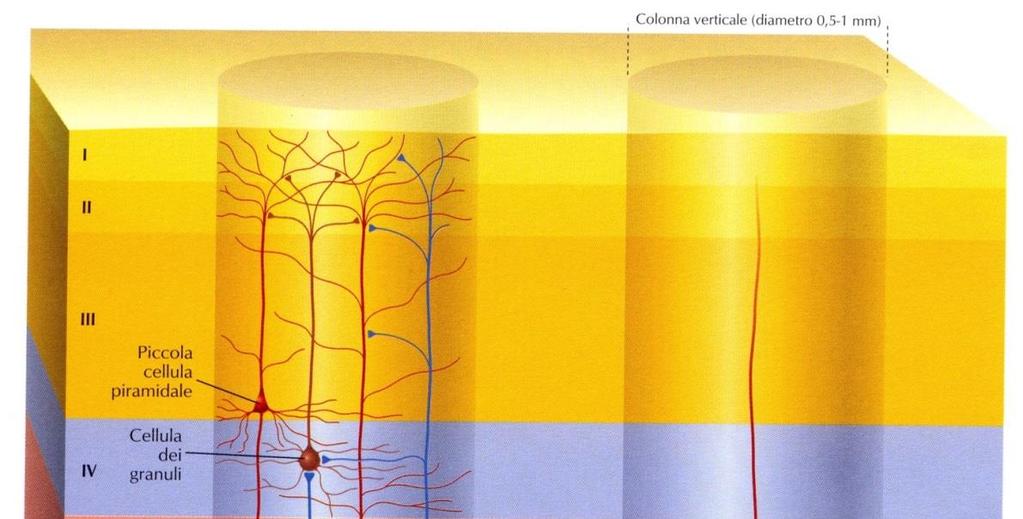 I Corteccia telencefalica: organizzazione laminare strato molecolare scarsi pirenofori, prolungamenti dendritici e assonici, sinapsi II strato granulare esterno piccoli neuroni in connessioni