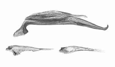 (fig. 1). Figg. 1-2: Habitus di: Trechodes lucanerii n. sp. (holotypus m) (1), id. di T. lebioderus (Chaudoir, 1876) (f) (2). Habitus of: Trechodes lucanerii n. sp. (holotypus m) (1), id. of T.