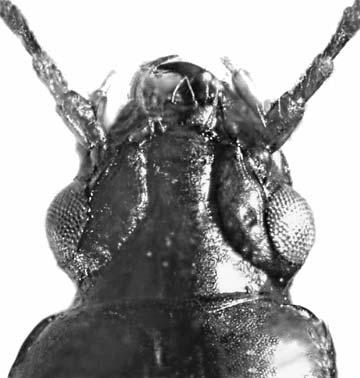 UN NUOVO TRECHODES DELL ETIOPIA Fig. 4: Capo di Trechodes lucanerii n. sp. (holotypus). Head of Trechodes lucanerii n. sp. (holotypus). quarto subeguale al terzo.