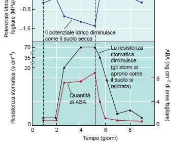 aumento di 50 volte in poche ore Aumenti dovuti a biosintesi e a