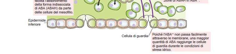 concentrazione di 1-15 nm a una di 3.