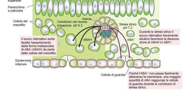 L ABA induce la chiusura degli stomi in risposta allo stress idrico La [ABA] nelle foglie aumenta di 50