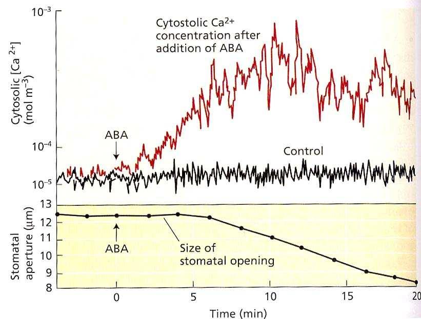 livelli di Ca 2+ citoplasmatici L aumento dei