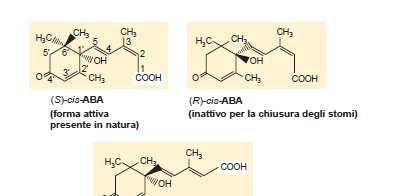 Struttura 15 C ; Deriva dai carotenoidi, presente in tutte le piante vascolari presente in natura come isomero cis (C-2) e come enantiomero S (C-1 )