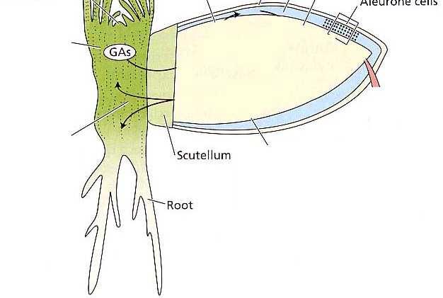 idrolitici dell endosperma (αamilasi).