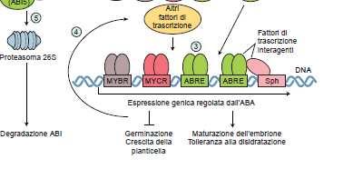 diverse Le diverse combinazioni determinano l espressione di geni