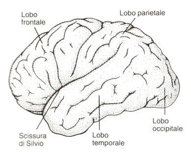 1/13 Basic Principle: the functional brain Vascular Anatomy