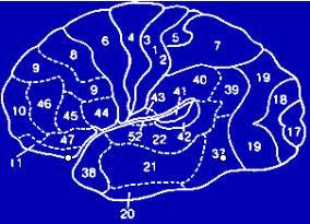 Cerebral Artery Silvian Fissure Posterior Cerebral