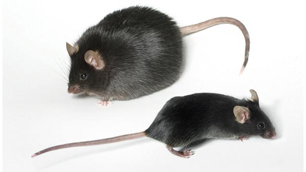 TOPI GERM FREE I test sui topi GF dimostrano come la presenza di un microbiota fisiologico sia importante contro l