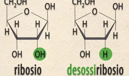 medicina La glicemia è il valore della concentrazione di glucosio nel sangue La glicemia è controllata da tutti i tessuti in modo più o meno diretto, tra questi: Fegato Deposita e conserva il