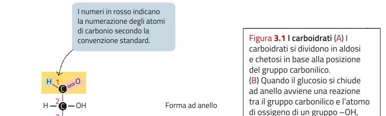 energia MNSACCARIDI esosi Formula bruta: C 6 12 6 Glucosio, fruttosio e galattosio sono