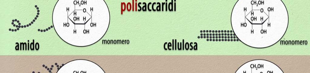 tessuto muscolare Glicogeno