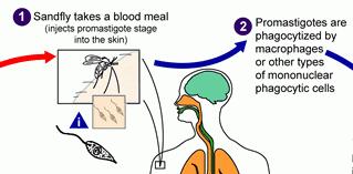 19 Ciclo biologico 1. Una femmina di vettore parassitata trasmette i promastigoti metaciclici nel sangue del mammifero ospite.