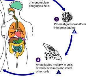 20 Ciclo biologico 3. I macrofagi fagocitano il parassita tramite un processo di endocitosi che porta alla formazione di un vacuolo parassitoforo.