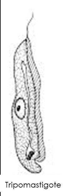 9 Famiglia Trypanosomatidae Caratteristiche generali Tripomastigote Forma che va in circolo Fusiforme e allungato