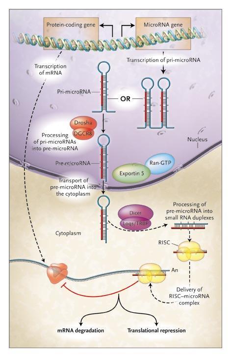 MiRs biogenesis, processing, function -