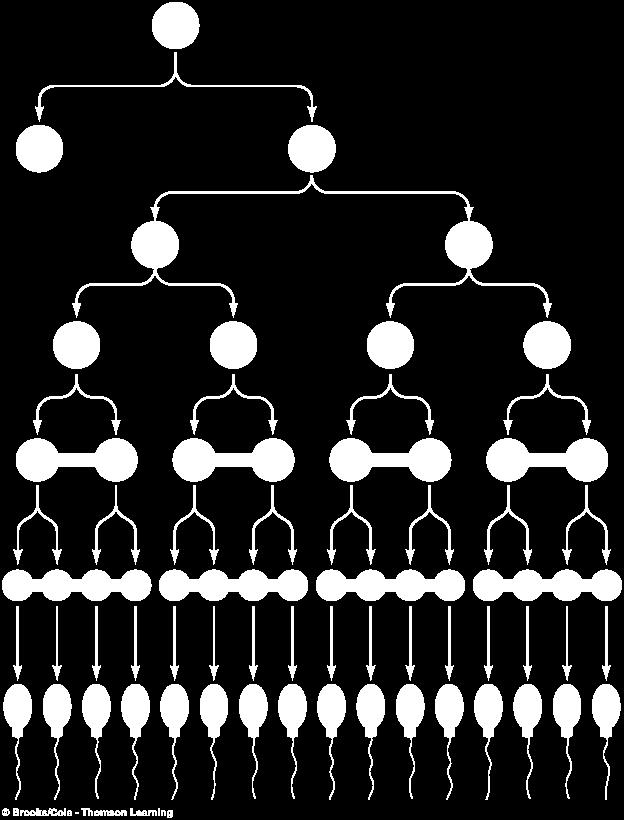 Spermatogenesis Mitosis Meiosis Spermiogenesis Spermatogonia Primary spermatocyte First meiotic division Secondary spermatocyte Second meiotic division Spermatids Spermatozoa Spermatogenesi One