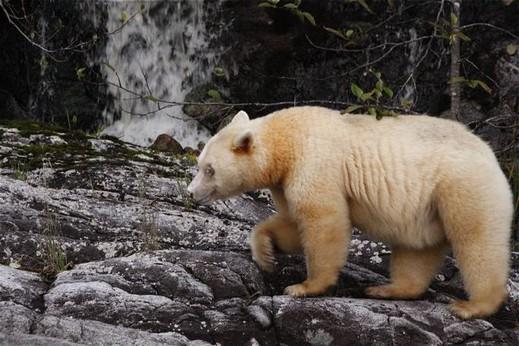 Poi la Great Bear Rainforest, uno dei gioielli della conservazione canadese, il famoso parco riserva inaugurato dal WWF solo nel 2004, dove vivono