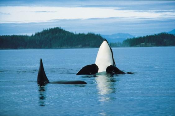all'osservazione delle orche marine, la mitica escursione segnalata da tutte le riviste