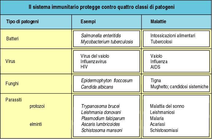 Il sistema