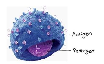 da linfociti e anticorpi.