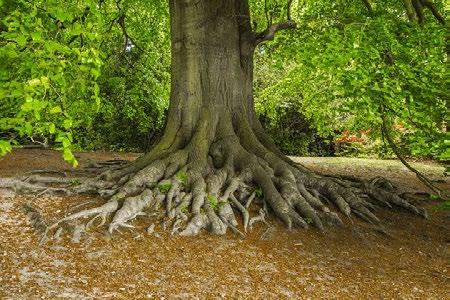 Qual è la condizione che permettere a un albero di crescere robusto e rimanere saldamente ancorato al terreno anche nelle tempeste? È avere radici ben piantate nel terreno.