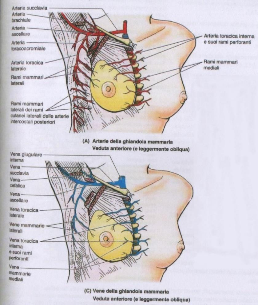 La mammella è un organo riccamente irrorato, presenta un sistema di vascolarizzazione arterioso e venoso e gode di una innervazione e di una rete di drenaggio linfatico.