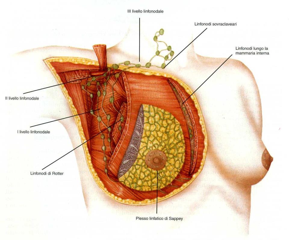 Figura 8 Drenaggio linfatico della mammella. (11) I nervi della mammella sono numerosi nella cute dell organo, ma rari nel corpo della ghiandola.