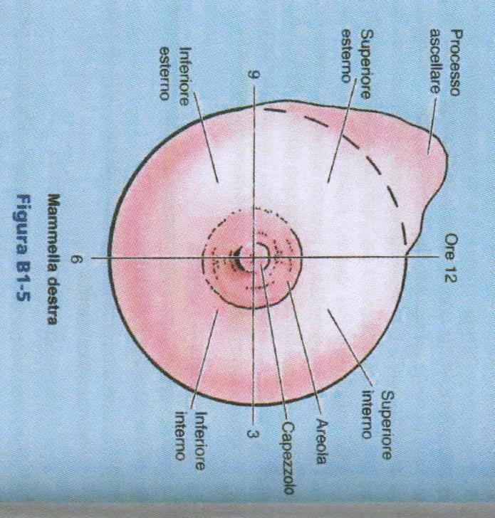La mammella viene convenzionalmente suddivisa in quattro quadranti da due linee perpendicolari che si intersecano a livello del capezzolo.