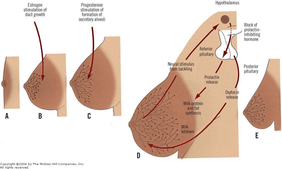 La porzione ghiandolare del seno si sviluppa dall ectoderma a partire dalla dodicesima settimana; e infine negli ultimi due mesi di gestazione avviene la canalizzazione dei condotti escretori.