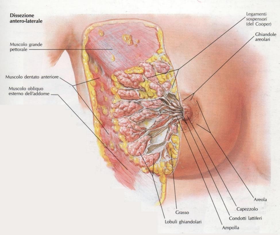 La cute della mammella è così sottile che talvolta può lasciar intravedere il sottostante reticolo venoso. A parte la sottigliezza, la cute di quest organo non presenta particolarità strutturali.